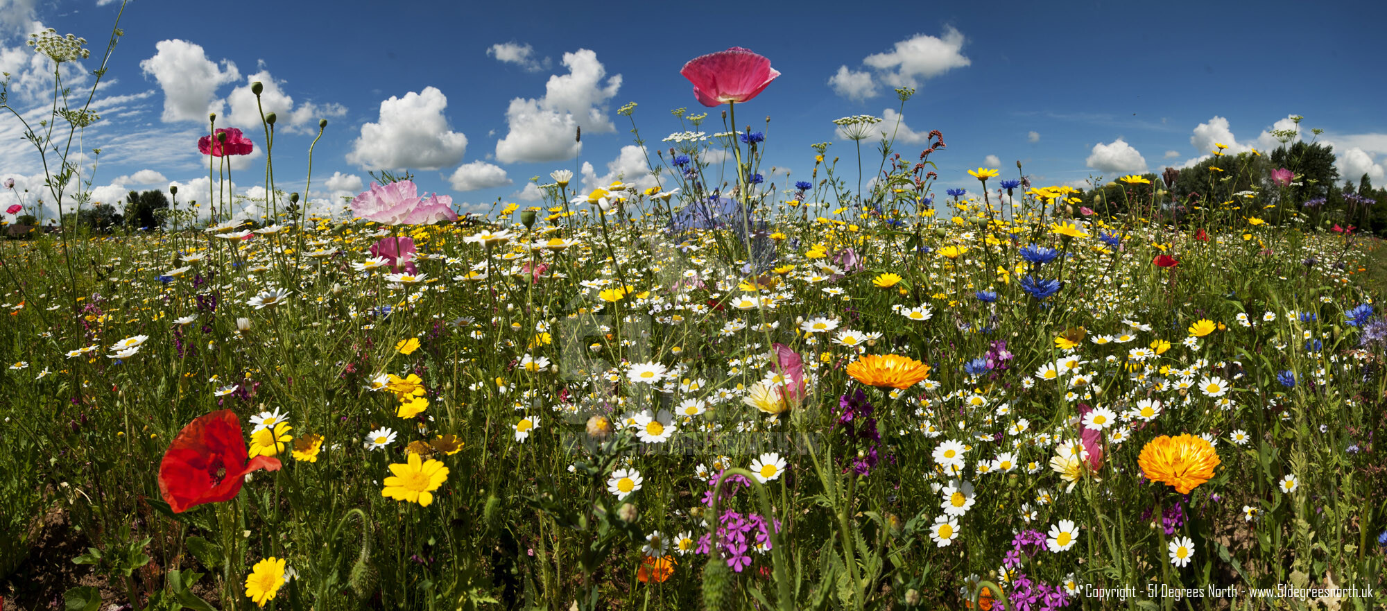 Field of dreams, Wiltshire